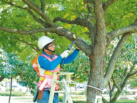 不良枝|正確修剪樹木方法，了解樹木修剪季節、需準備工具與修樹價格估。